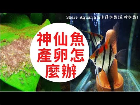 神仙魚繁殖秘笈|神仙魚繁殖必看! 小魚從孵化到長大! 